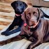 Lab Puppies located in Frenchburg Ky Labrador Retriever puppies born 04/25
