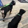 2 Male Cane Corsos - 11 Weeks Looking for a new home