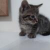 Munchkin Kittens Available