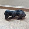 Miniature Dachshunds Puppy