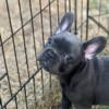 Pure Bred French Bulldog Puppies for sale, Maryland