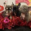 French bulldogs