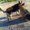 Female German Shepherd Puppies  