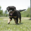 8-week-old CKC registered Rottweiler puppies
