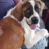 CKC Pure Saint Bernard 6mo Pup