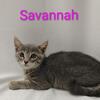 Savannah the Gorgeous Gray Kitten