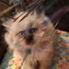.Himalayan kittens looking for new homes