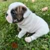 AKC English Bulldog pups ready 9/16/24