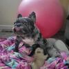 AKC Three newborn Male Pups Available