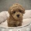 Cockapoo puppies