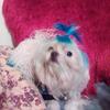 R8Teacup 1 boy Maltese puppies