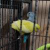 PROVEN Pacific parrotlet pair - Oklahoma