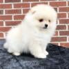 CKC Pomeranian: WAFFLES