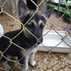 German Shepherd puppy