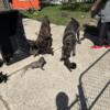 Puppies cane corso Detroit area 500