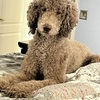 Male Labradoodle. 2 yrs old. Loves kids and other animals!