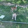 2 female Bull Terriers $500 each pet price.