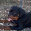 Top quality Rottweiler puppies AKC registered