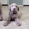 Silver labrador puppies