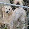 Great Pyrenees/ Goldendoodle mix 