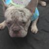 2 year old platinum lilac merle Frenchie Stud