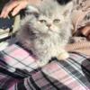 Curly  Hair curly Longhair female show or pet  Blue-cream cuddly