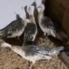 5 Black shoulder India blue peahens for sale