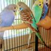 GORGEOUS ENGLISH BUDGIES FOR REHOMING
