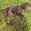 Free Male German Shorthaired Pointers