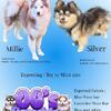 Toy Pomsky puppies - OFA, Embark Tested Parents