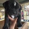 American Bulldog Puppy- Male #1