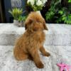 F1B Mini Goldendoodle Puppies for Sale - $750
