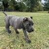 Blue Brindle male