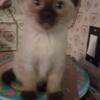 Sealpoint siamese kitten