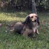 Beautiful Adult Longhaired Miniature Dachshund Fanny