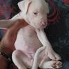 Pitbull Pitt female