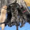 English Mastiff pups AKC