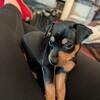 registered Miniature Pinscher puppies 
