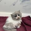 Bicolor Boy - Persian - SOLD