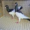 Pigeons English Magpies