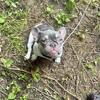 Frenchie 
