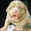 Olde English Bulldogge female pup 