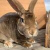 Pet Rabbit (adult rex)