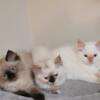 Adorable Ragdoll Kittens Ready to Melt Your Heart!