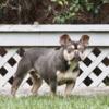 Female Lilac French Bullldog