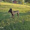 Female Belgian malinois