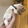 Beautiful Baby Bassethound puppies!
