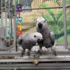 Congo African Grey Parrots Bonded