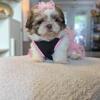 Shihtzu puppies CKC