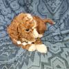 Beautiful Mini goldendoodles  Camden Michigan 